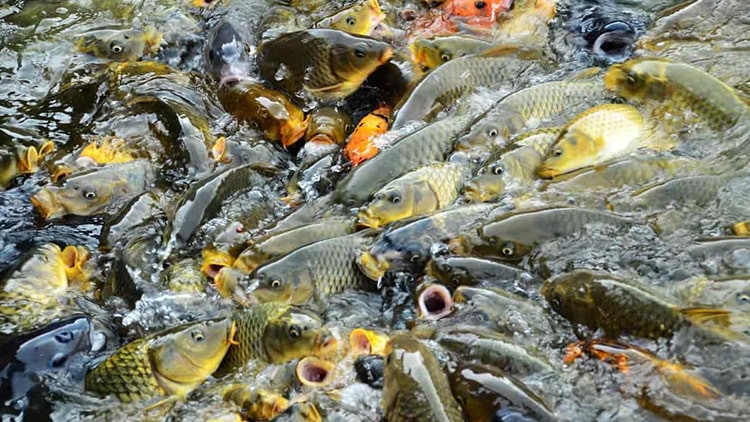 Budidaya Ikan Mas: Peluang Usaha Menjanjikan dengan Teknik yang Mudah Diterapkan