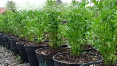 Seledri — Tanaman Kecil dengan Keuntungan Besar